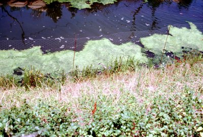 12 Pond with stalking bird.jpg