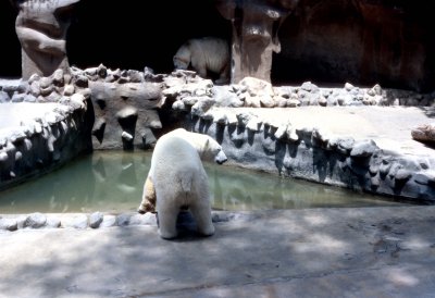 05 Polar bears 02.jpg