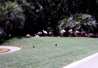 09 Flamingos.jpg