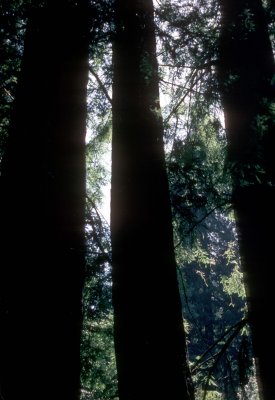 25 Muir Woods.jpg