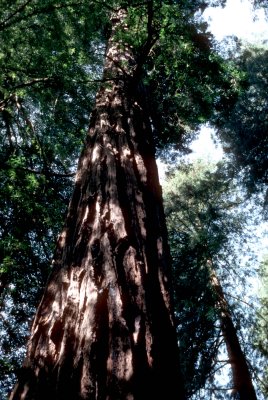 27 Very large tree.jpg