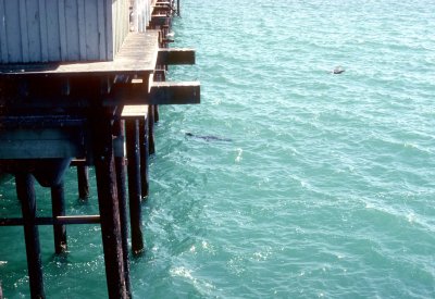 35 Seals off Santa Cruz Wharf 01.jpg