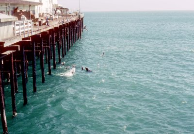 36 Seals off Santa Cruz Wharf 02.jpg
