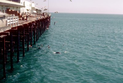 38 Seals off Santa Cruz Wharf 04.jpg