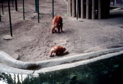 01 Monkeys.jpg