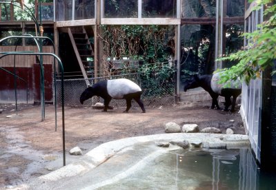 03 Malayan tapirs.jpg