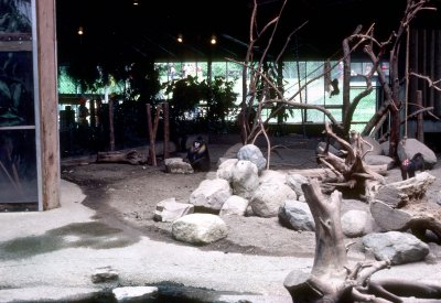 06 Mandrills 01.jpg