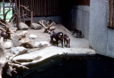 07 Mandrills 02.jpg