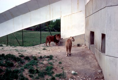 09 Lions 01.jpg