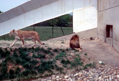 10 Lions 02.jpg