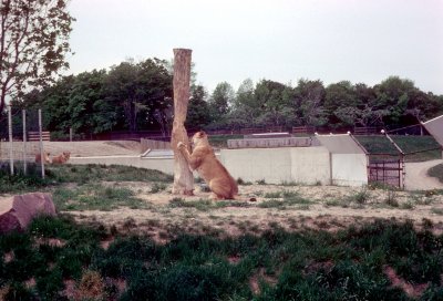 11 Lions 03.jpg