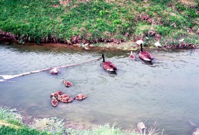 12 Geese with goslings 01.jpg