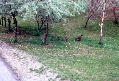 14 Geese with goslings 02.jpg