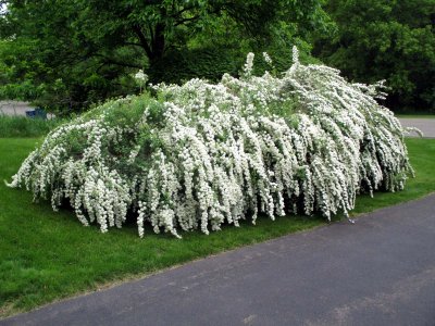 02 Spring blossoms 02.jpg