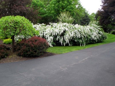 05 Spring blossoms 05.jpg
