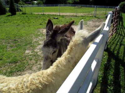 03 Neighbor donkeys 01.jpg