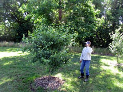 09 Erica looking at tree.jpg