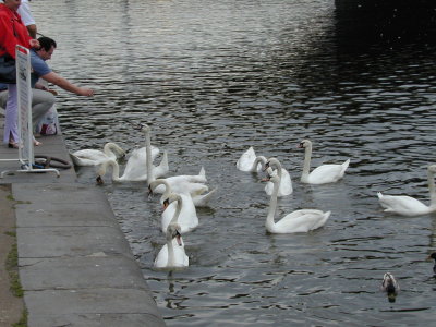 Swans 1.jpg