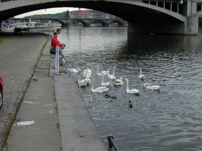 Swans 2.jpg