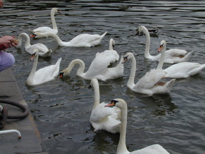 Swans 3.jpg
