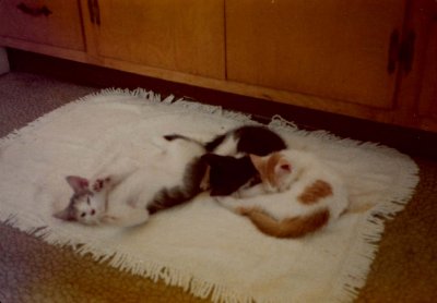 04 Three cats on a mat.jpg