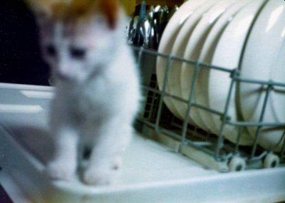 05 Fafnir in the dishwasher.jpg