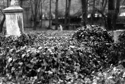 07 Leaves.jpg