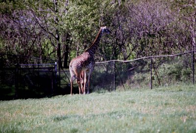 01 Giraffe 01.jpg