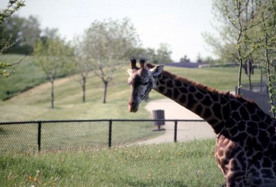 03 Giraffe 03.jpg