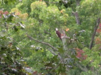 01 Osprey in tree.jpg