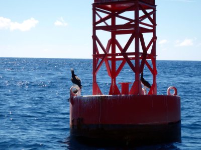 29 Boobies on buoy 01.jpg