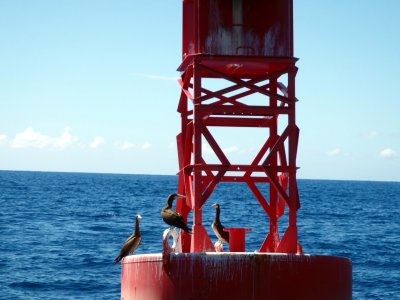 31 Boobies on buoy 03.jpg