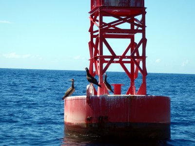 32 Boobies on buoy 04.jpg