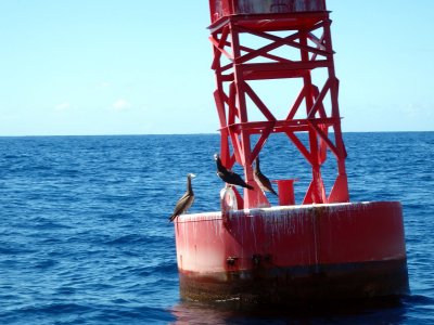 33 Boobies on buoy 05.jpg