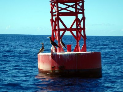 34 Boobies on buoy 06.jpg