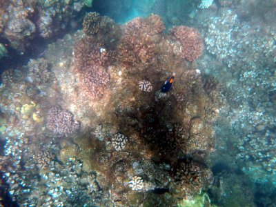 39 Tinker's Butterflyfish 01.jpg