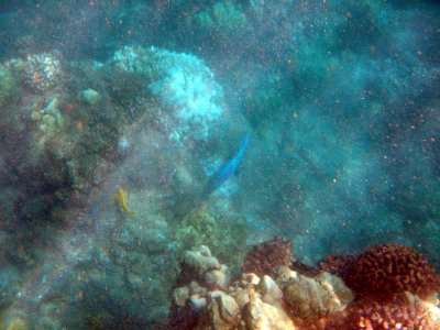 40 Unknown fish 01.jpg