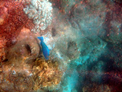 41 Unknown fish 02.jpg