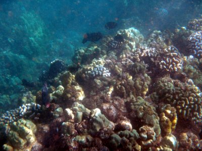 43 Surgeonfish 02.jpg
