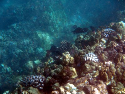 44 Surgeonfish 03.jpg