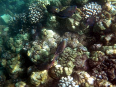 45 Unknown fish 03.jpg