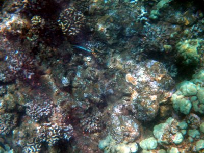 47 Unknown fish 04.jpg