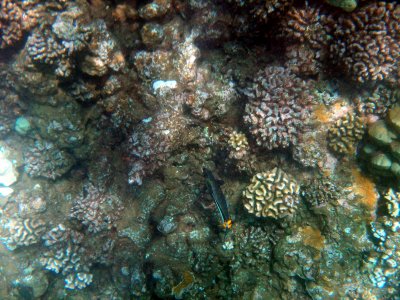 50 Tinker's Butterflyfish 04.jpg