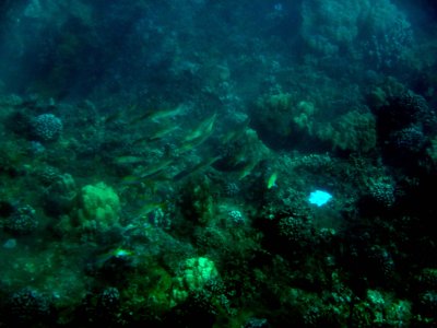 52 Unknown fish 05.jpg