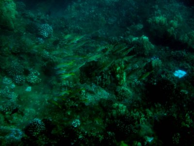 53 Unknown fish 06.jpg