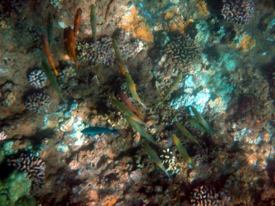 54 Unknown fish 07.jpg