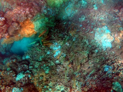 55 Unknown fish 08.jpg