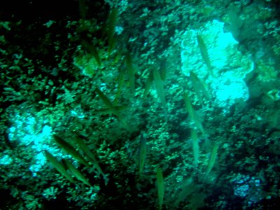 56 Unknown fish 09.jpg