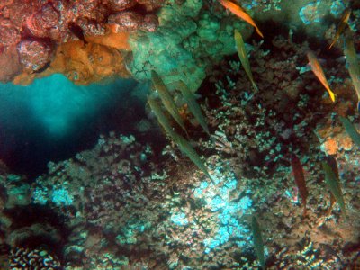 57 Unknown fish 10.jpg