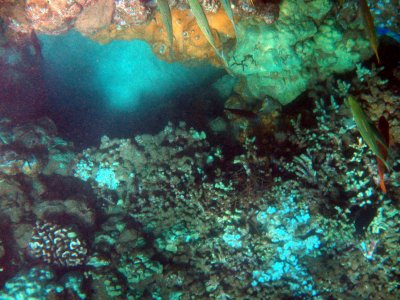 58 Unknown fish 11.jpg